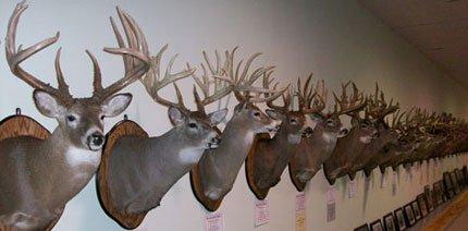 Wall of White tail deer