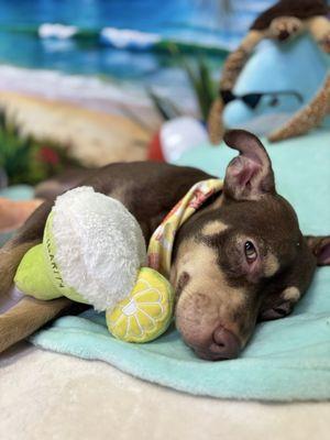 Buddies photo shoot at Harbor Dog Pet Spa!!!!