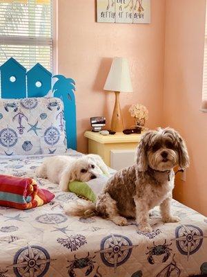 The dogs would t walk the stairs so had to carry them.