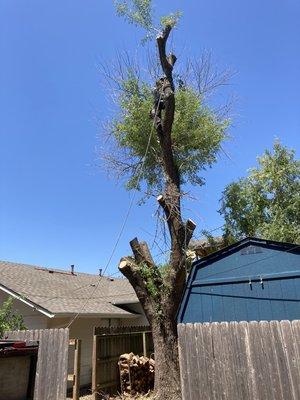 GT Landscaping Tree Care Service