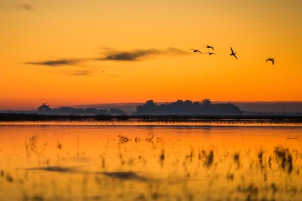 Primo Fine Sporting Arms