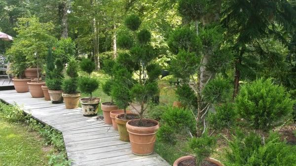Plant Le Bacle Horticultural Design