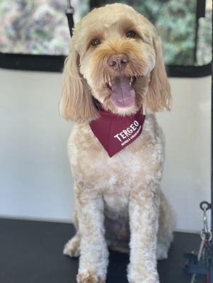 Tergeo Mobile Grooming