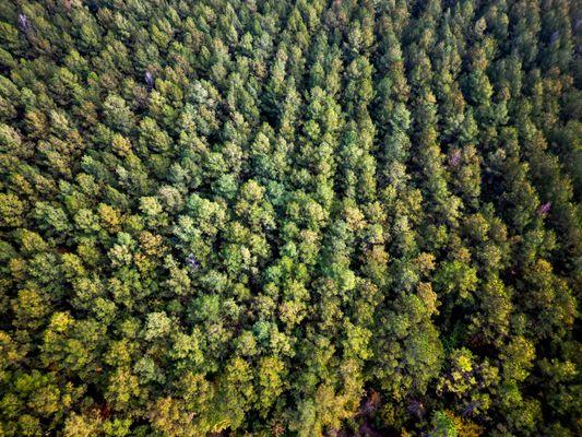 Lauderdale County, MS Pine Plantation