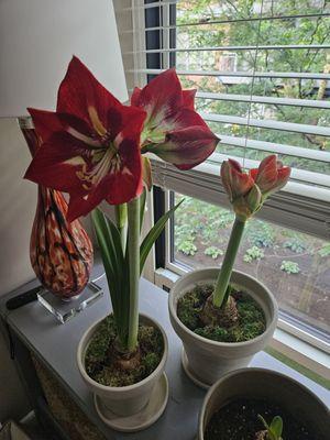 Amaryllis & Caladium Bulb Company