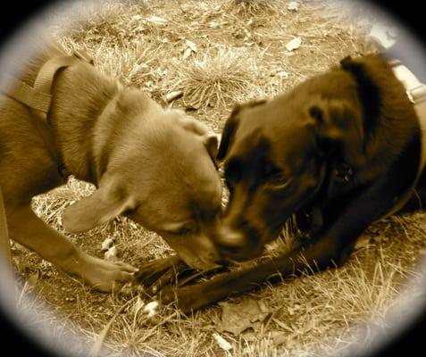 Cleveland Dog Walkers and Pet Care