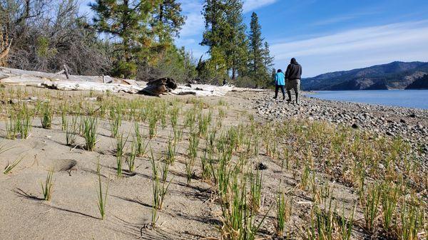 Solutions Weed And Pest Control