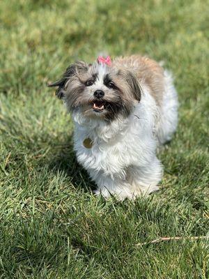 Dougherty Hills Dog Park