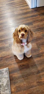 My Minnie after her first groom