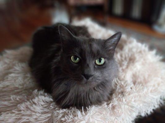 Aston Parker Petcations & Photography