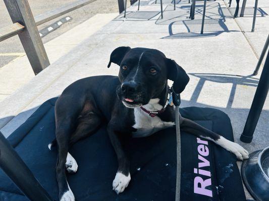 Mountain View Animal Hospital