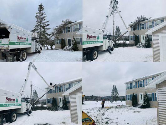 Spicer Tree Specialists