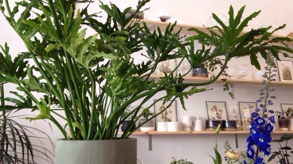 Jewelweed Flower & Plant Shop