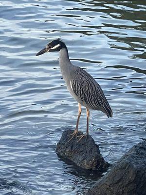 Veteran's Memorial Marina Park