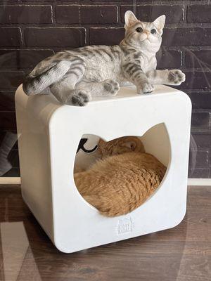 Mac Tabby Cat Cafe