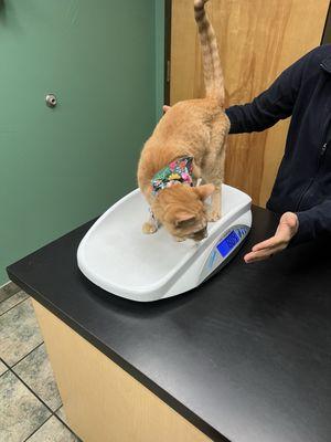 Classen View Veterinary Clinic