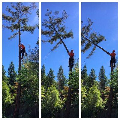 Watson Brothers Tree Care