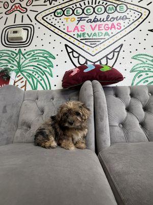 Morkie Jolly female blue Merle hypoallergenic