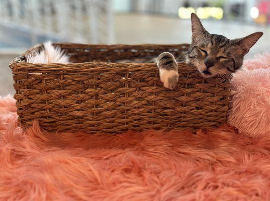 Cat Cafe Maui