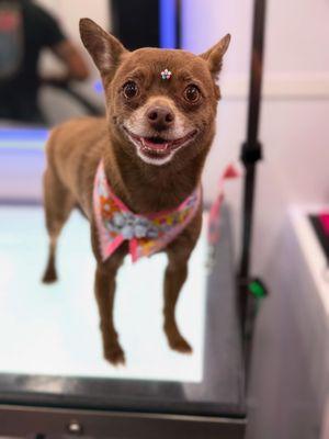 Le Paw Spa Mobile Pet Grooming