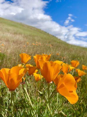 Santa Clara Valley Open Space Authority