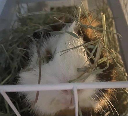 All Creatures Veterinary Clinic