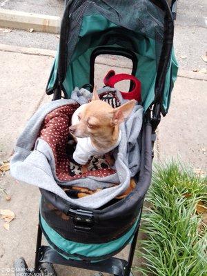 Randy says that the  good people at city vet are the best and the most wonderful individuals that he has ever met.