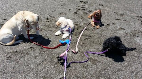 100 degrees in Santa Rosa. No problem, we all hit the beach