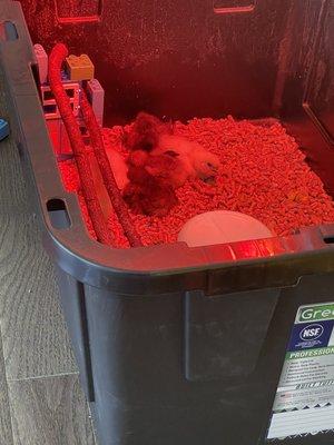Temporary brooder for five days old chicks.