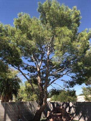 Beaver Tree Service of Las Vegas