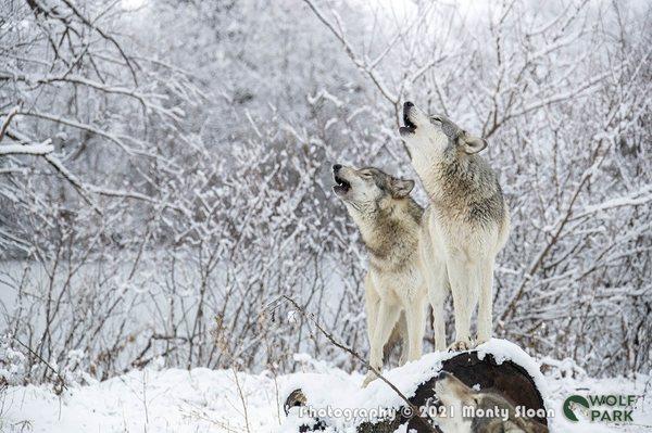 Wolf Park