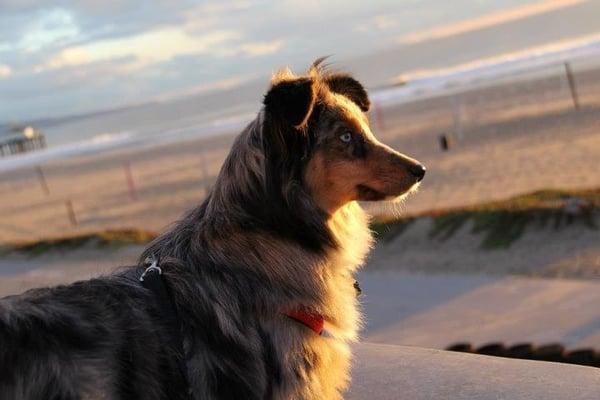 Go Fetch Dog Walking