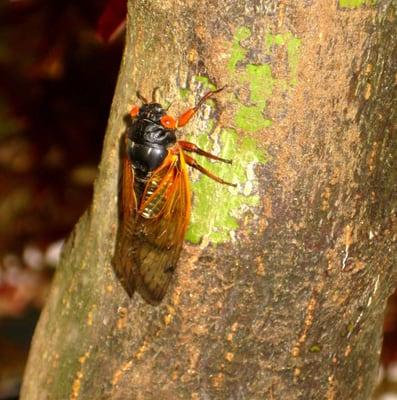 Cicadas Brood II - 2013