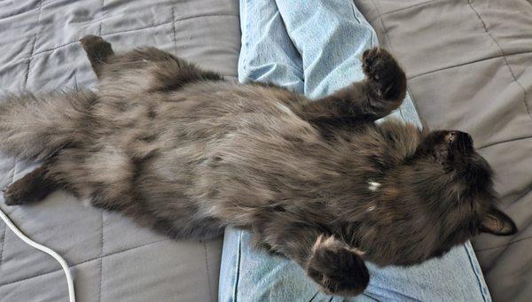 Casual Clips Mobile Pet Grooming