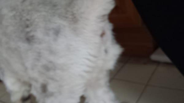 This-N-That For Pets