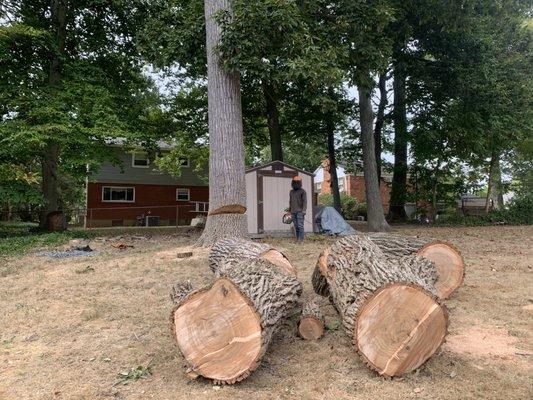 Jesus’s Landscape & Tree Service