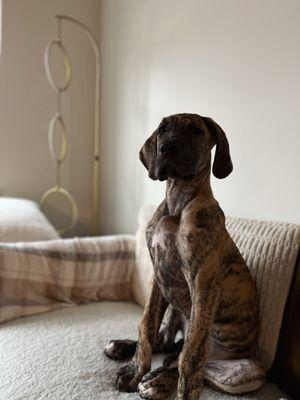 Showing off his "Sit"