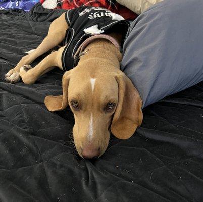 Paws Crossing Pet Resort & Spa