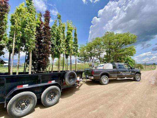 Momentum Tree Experts