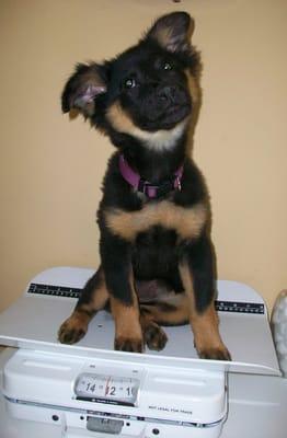 Midwest Animal Rescue Service