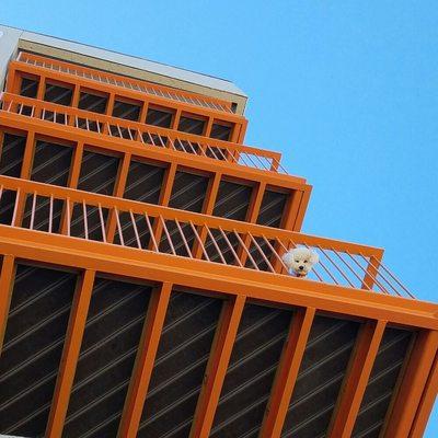 The Deep Deuce Dog Walker