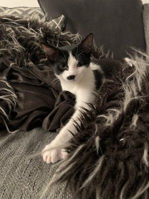 Allen Veterinary Hospital