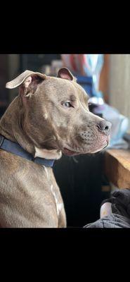 Thumper, A 2 year old Pitbull with a fun loving personality.