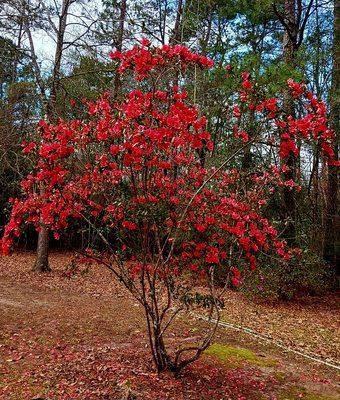 Betty's Bloomers Nursery