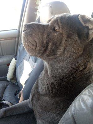 Sully Animal Hospital