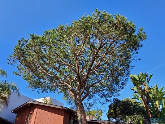 Artistree Tree & Landscape