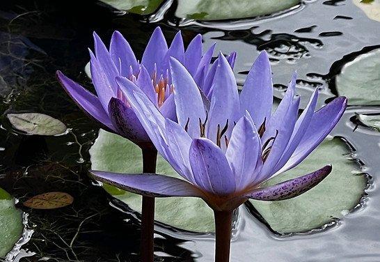 Rachel Michaelsen, LCSW