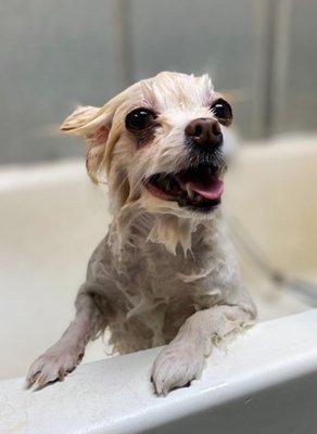 Shaggy to Chic Dog Enhancement Center