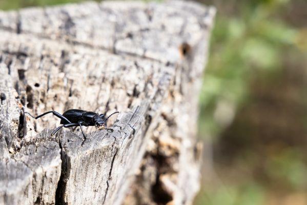 Eaton Canyon Natural Area
