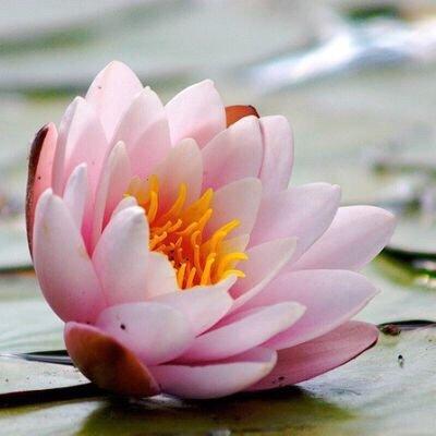 Libelle Colon Hydrotherapy